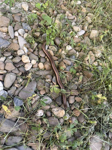 Eastern Slowworm