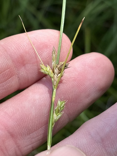 Carex planostachys