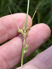 Carex planostachys