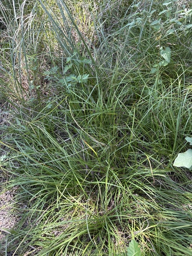 Carex planostachys, photograph 2