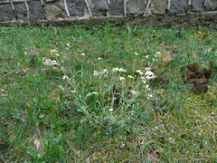 Arabidopsis arenosa