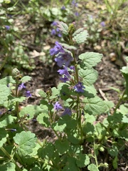 Glechoma hederacea