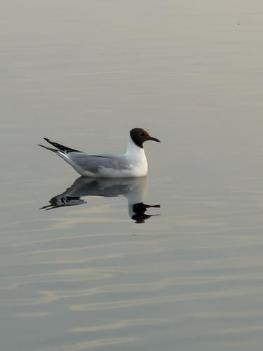 Black-headed Gull