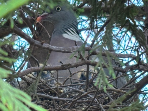 Common Wood-Pigeon