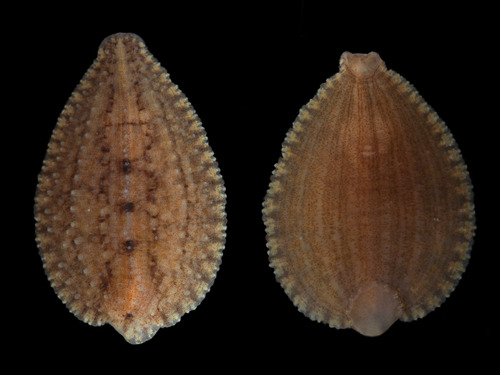 Placobdella ali