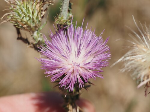 Carduus nigrescens