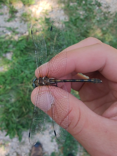 Oxygastra curtisii