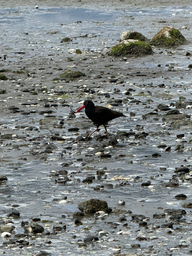 Black Oystercatcher