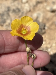 (c) Sam Kieschnick, some rights reserved (CC BY) Linum rigidum, photograph (c) Sam Kieschnick, some rights reserved (CC BY)
