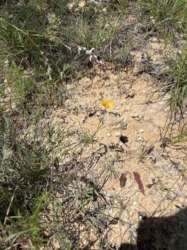 Linum rigidum, photograph 4