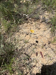(c) Sam Kieschnick, some rights reserved (CC BY) Linum rigidum, photograph (c) Sam Kieschnick, some rights reserved (CC BY)