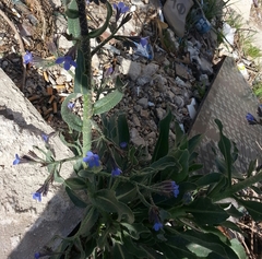 Anchusa strigosa
