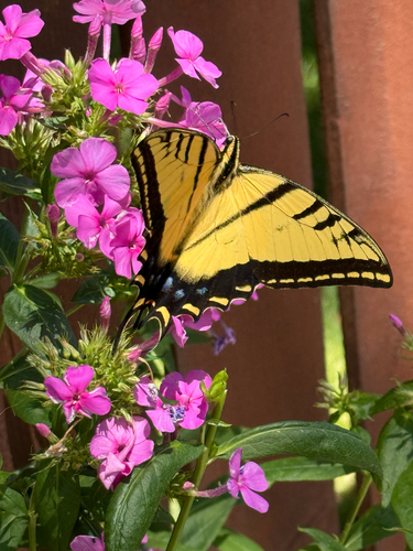Two-tailed Swallowtail