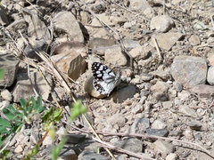 Melanargia ines