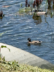Mallard