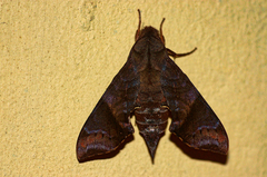 Temnora marginata