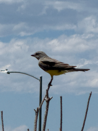 Western Kingbird