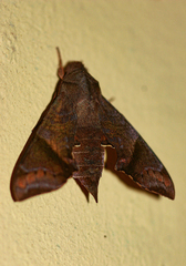 Temnora marginata