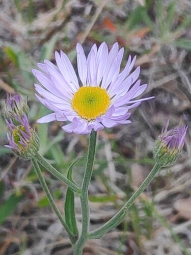 Longleaf Fleabane