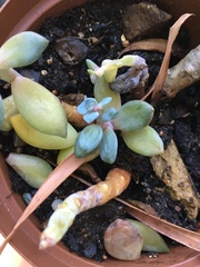 Pachyphytum