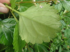 Plectranthus verticillatus