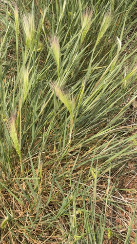 Foxtail Barley
