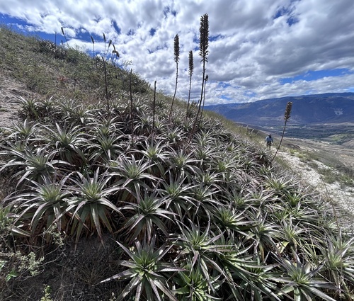 Puya aequatorialis