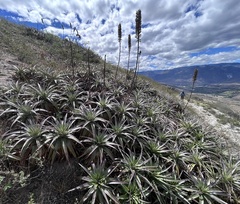Puya aequatorialis