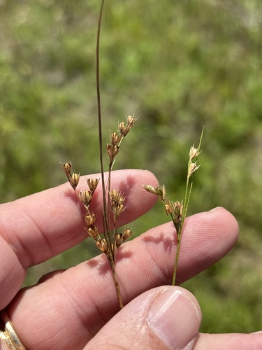 Juncus dudleyi, photograph 6
