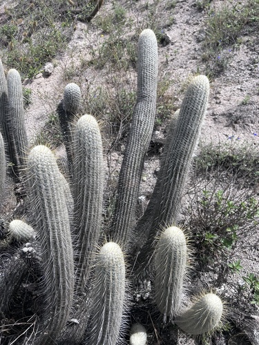 Espostoa frutescens