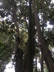 Pterospermum acerifolium