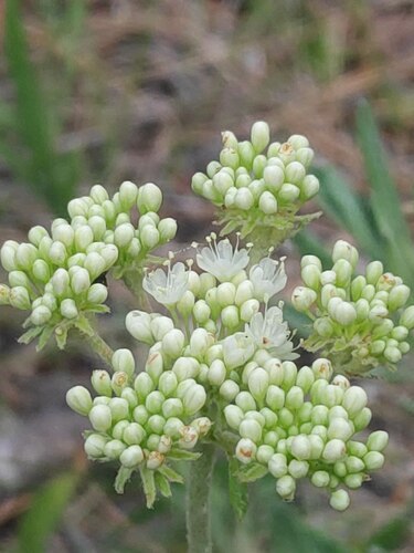 parsnipflower buckwheat