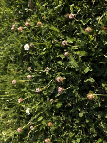 Strawberry clover