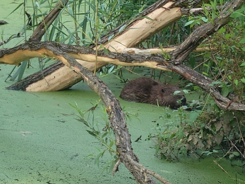 Eurasian Beaver