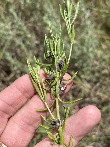 Salvia texana, photograph 1