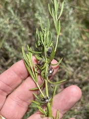 (c) Sam Kieschnick, some rights reserved (CC BY) Salvia texana, photograph (c) Sam Kieschnick, some rights reserved (CC BY)