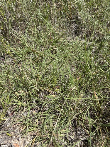 Salvia texana, photograph 2