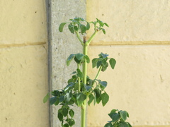 Leonotis nepetifolia nepetifolia