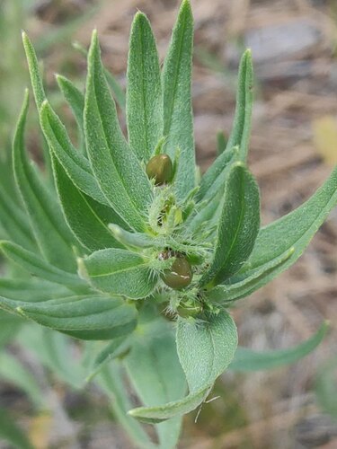 western stoneseed