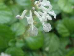 Plectranthus verticillatus
