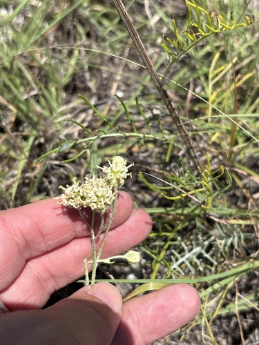Hymenopappus scabiosaeus