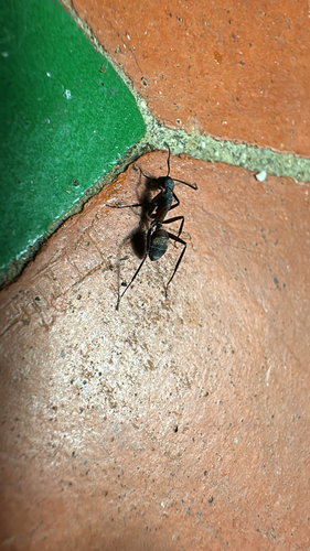 Blood-spotted Sugar Ant