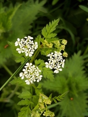 Chaerophyllum temulum
