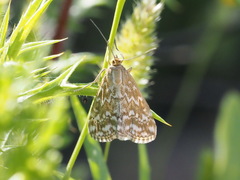 Evergestis frumentalis
