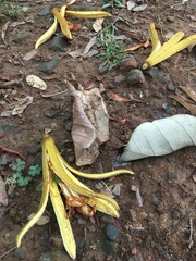 Pterospermum acerifolium