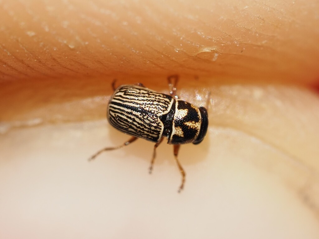 Pachybrachis pradensis