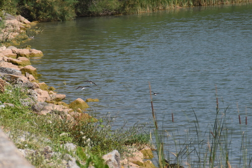 Green Sandpiper