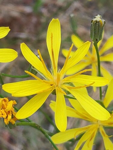 Slender Hawksbeard