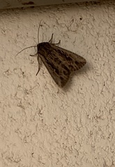 Persectania dyscrita