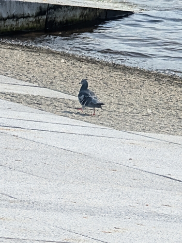 Feral Pigeon